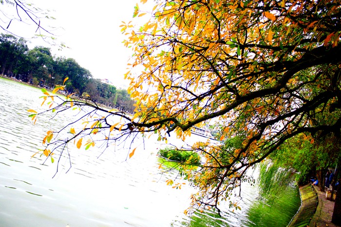 Lộc vừng già ở Hồ Gươm là một trong những cây lộc vừng lâu đời nhất Hà Nội còn sót lại